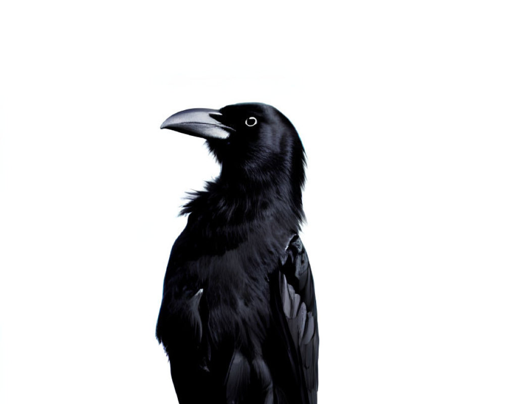 Solitary raven perched on post against stark white background