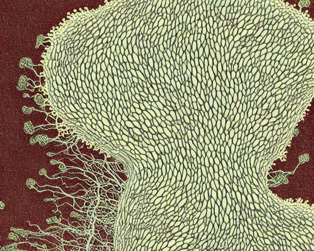 Detailed Plant Stem Cross-Section Illustration: Cellular Structure & Tissue Organization