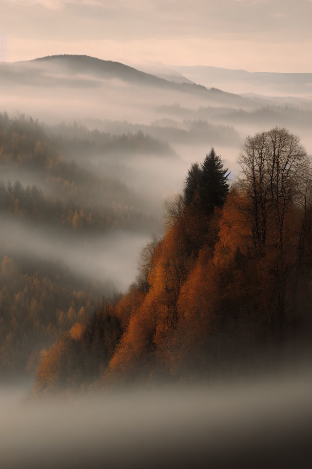 Autumn Trees in Morning Fog on Serene Hillside