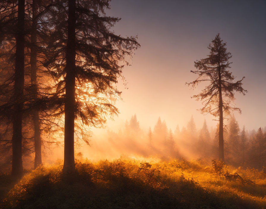 Misty forest at sunrise with warm glow and long shadows