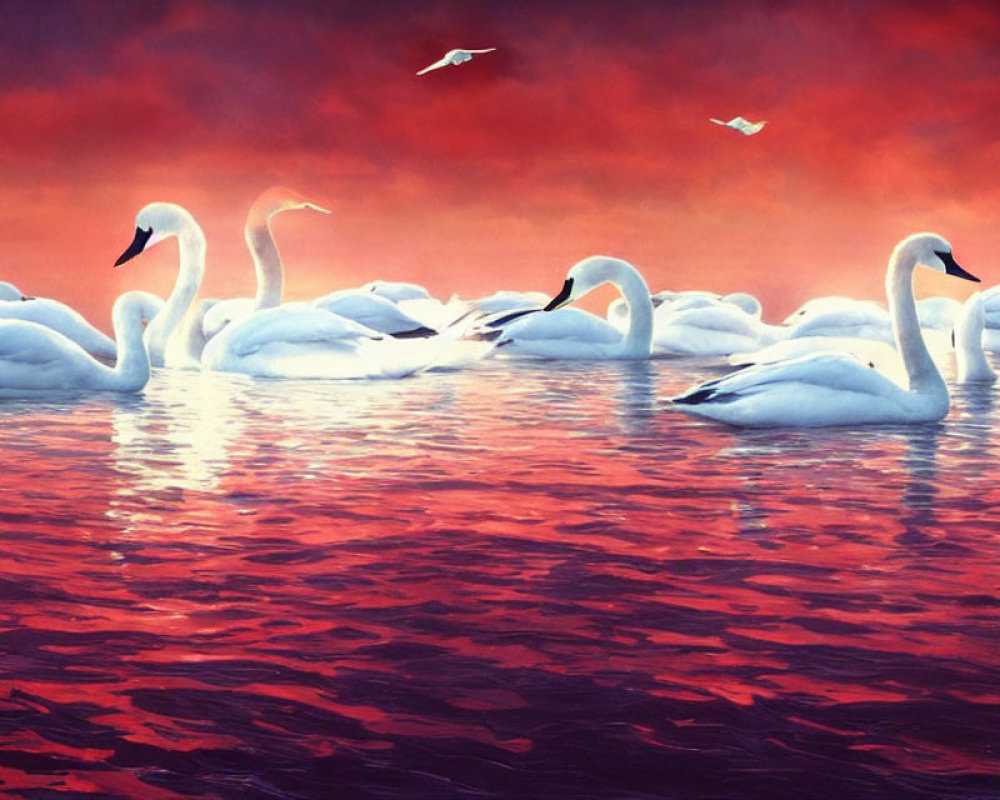 Flock of Swans on Red Water with Red and Orange Sky