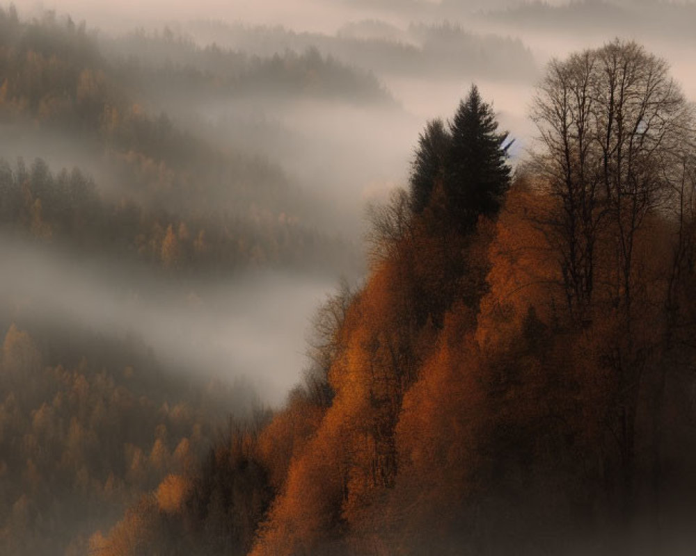 Autumn Trees in Morning Fog on Serene Hillside