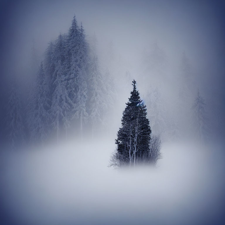 Solitary evergreen in frosty fog with snow-laden tree silhouettes
