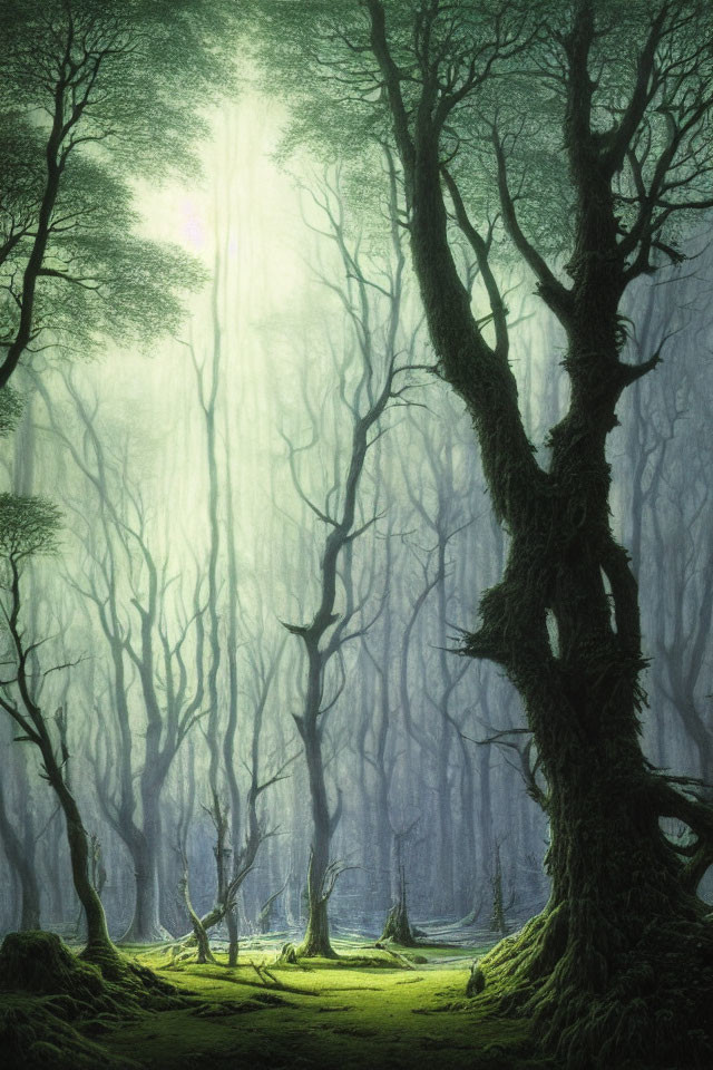 Moss-covered trees in misty forest light