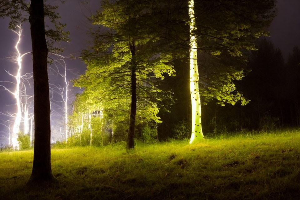 Nighttime forest scene illuminated by lightning strike showcasing trees and grassy area