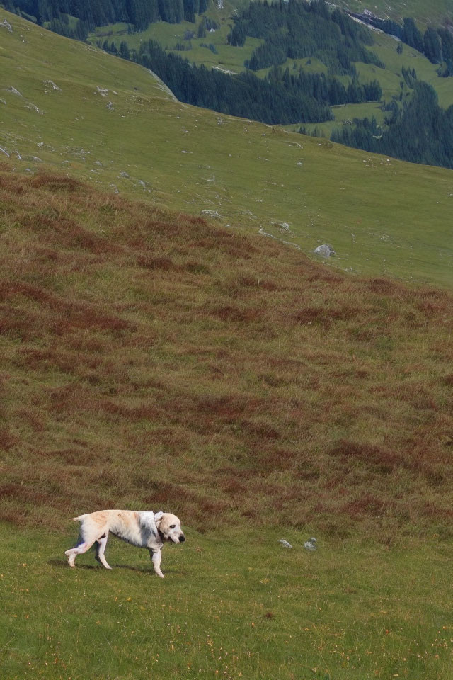 Dog walking on grassy hillside with forest backdrop