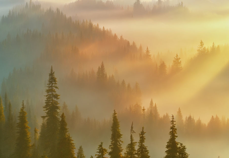 Misty forest at sunrise with golden light filtering through pine trees