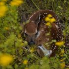 Young fawns blending in wildflowers and grasses with white spots.