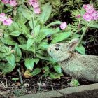 Rabbits in pink flower garden with rain droplets