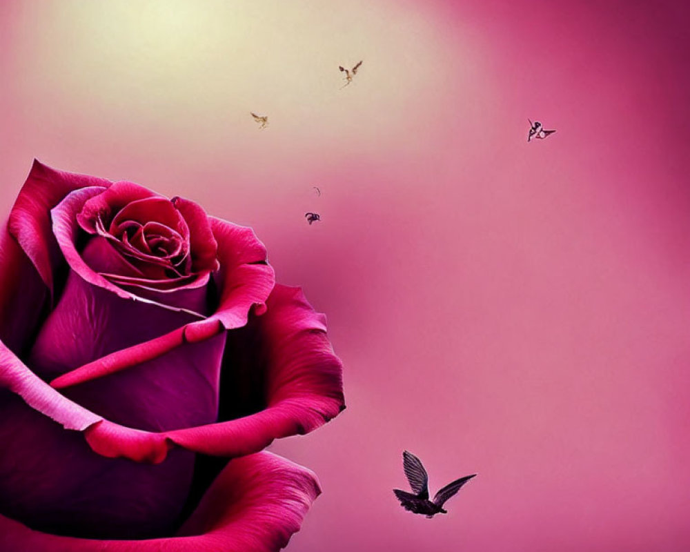 Pink rose on gradient background with birds and butterfly for a serene atmosphere