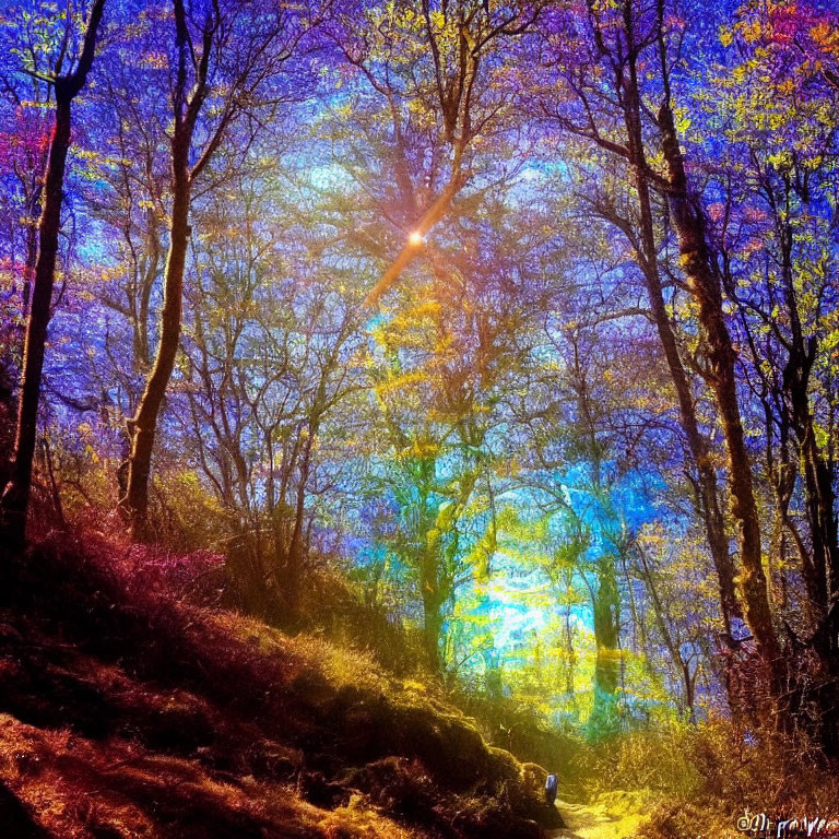 Colorful forest scene with sunbeams and magical glow over pathway