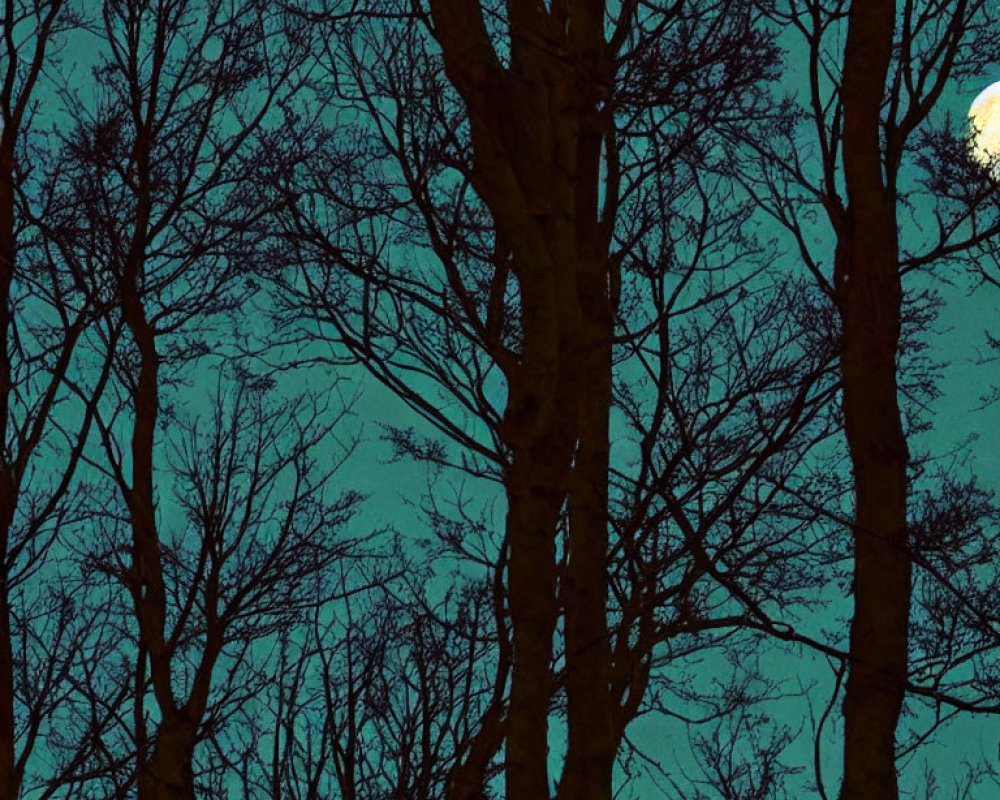 Bare Trees Silhouetted Against Dark Turquoise Sky