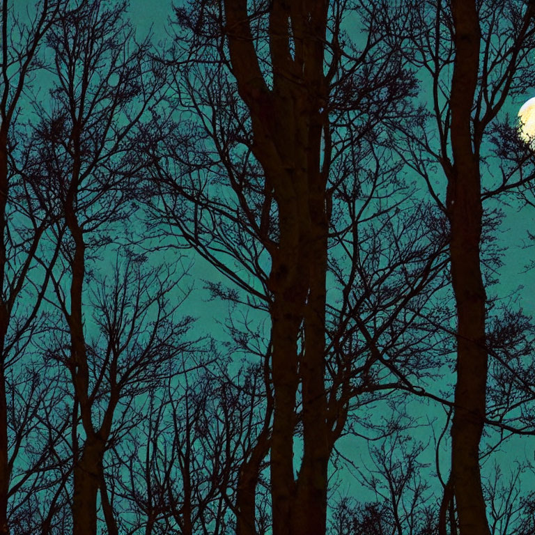 Bare Trees Silhouetted Against Dark Turquoise Sky