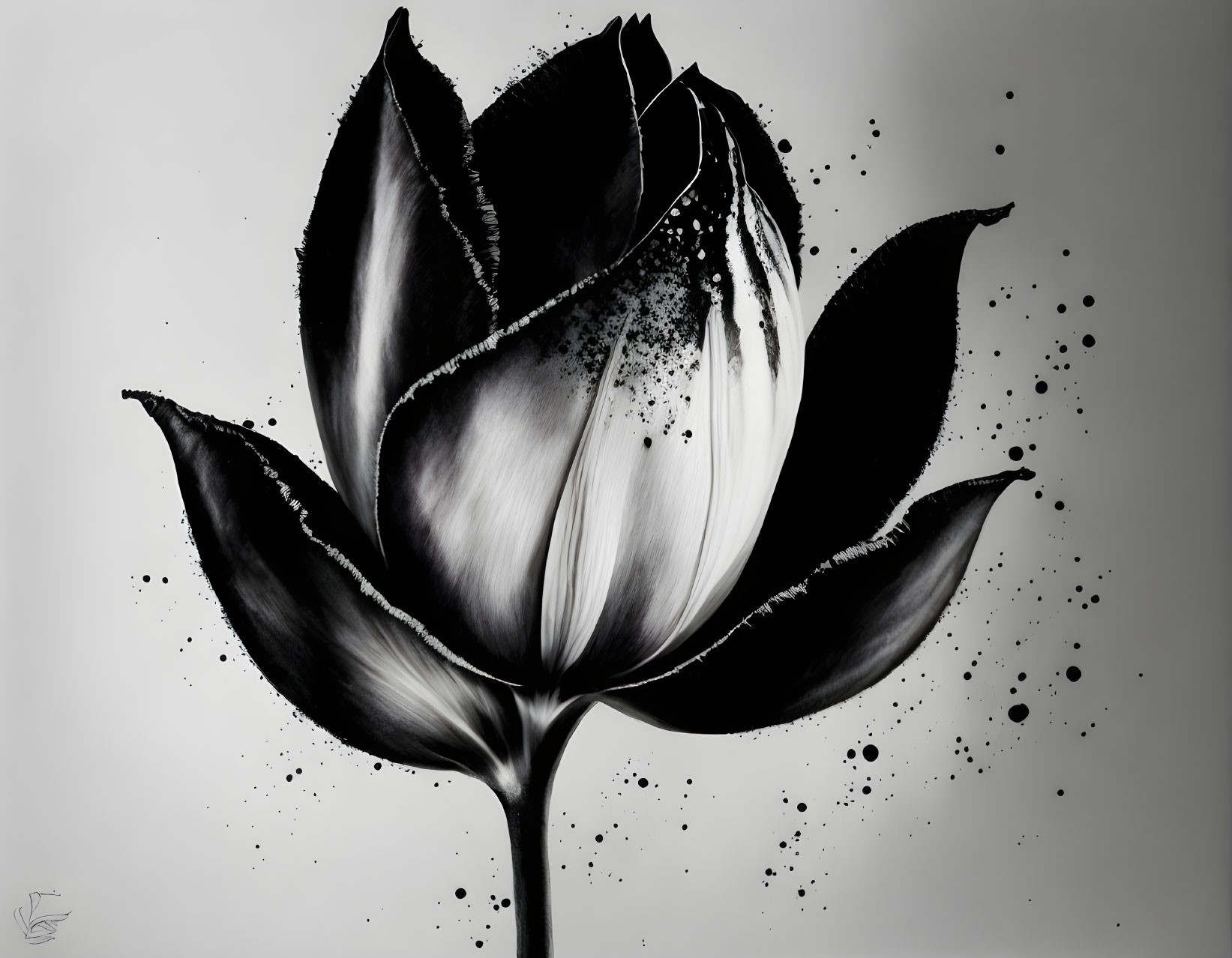 Black tulip IV