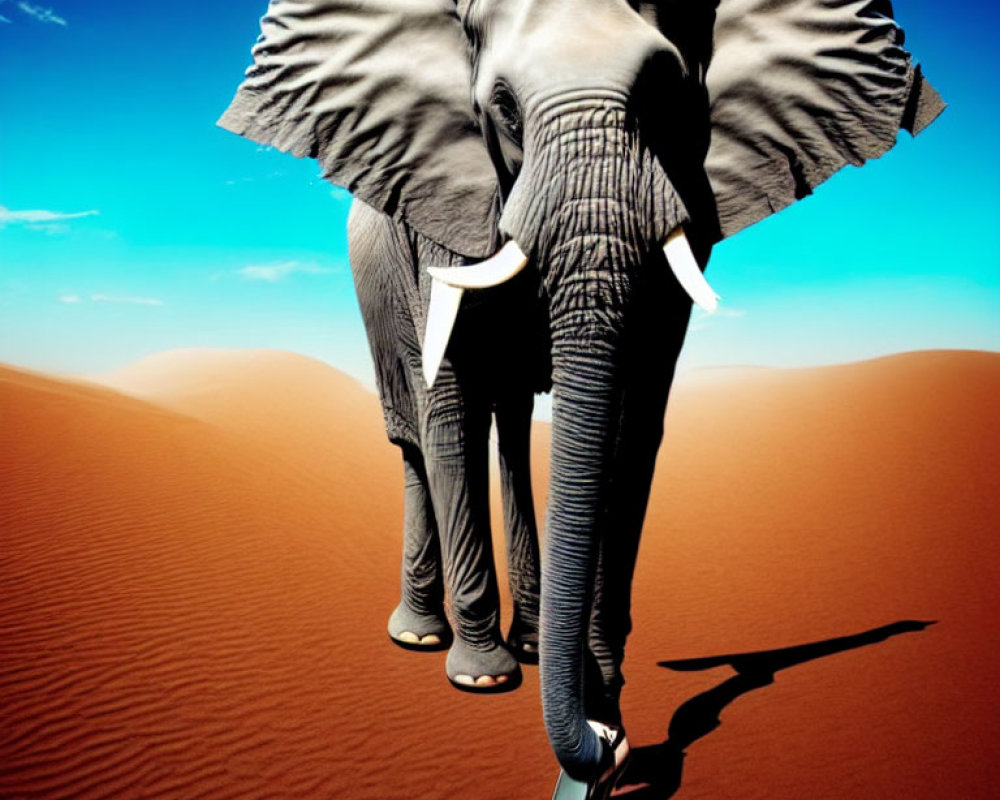 Elephant with human feet in red flip-flops in desert
