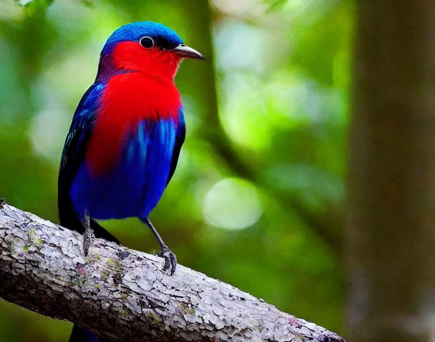 the melodic colourful bird 