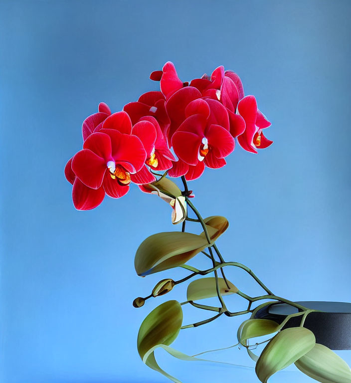 Vibrant red orchid flowers in full bloom on gradient blue background