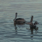 Three Pelicans Floating on Water with Ripples, Foreground Pelican Holding Fish