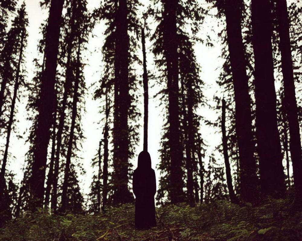 Mysterious silhouette in dense pine forest under overcast sky