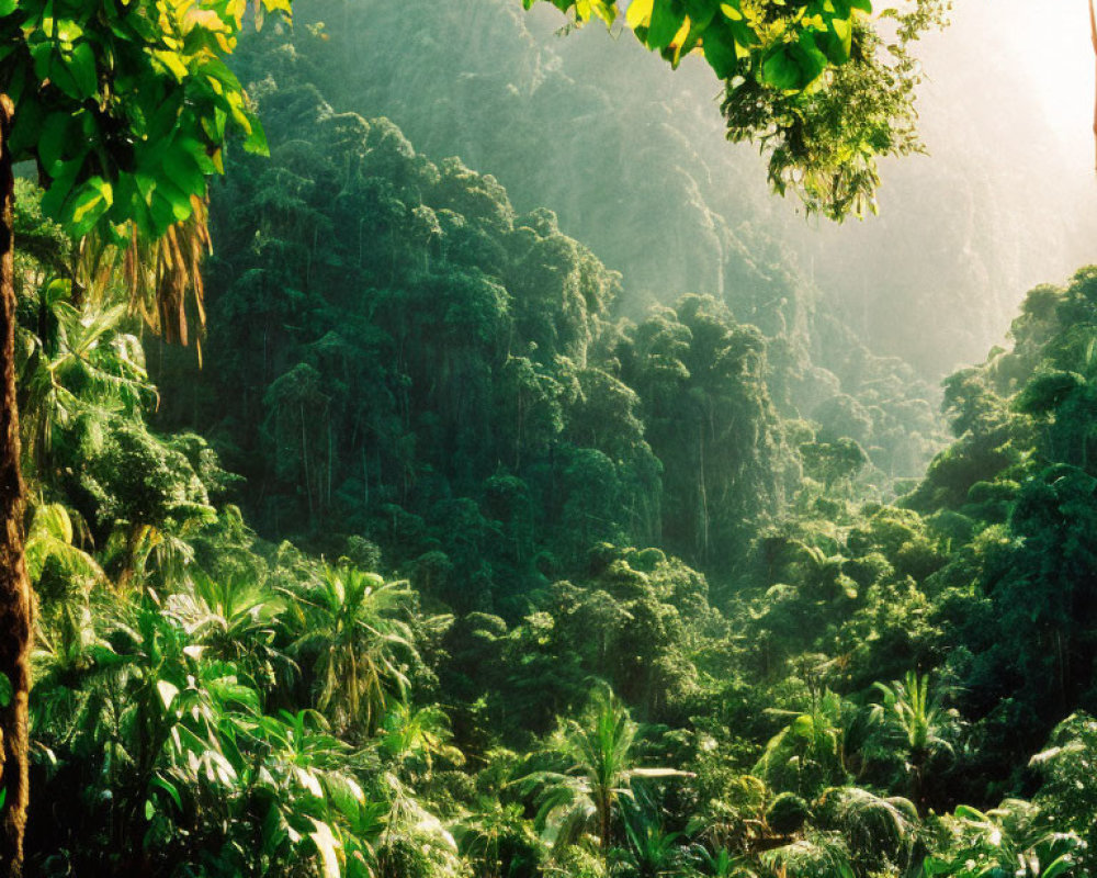 Vibrant green foliage in dense tropical rainforest