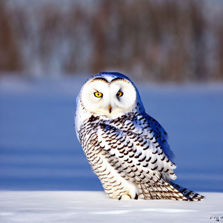 Piercing yellow-eyed snowy owl in snowy landscape