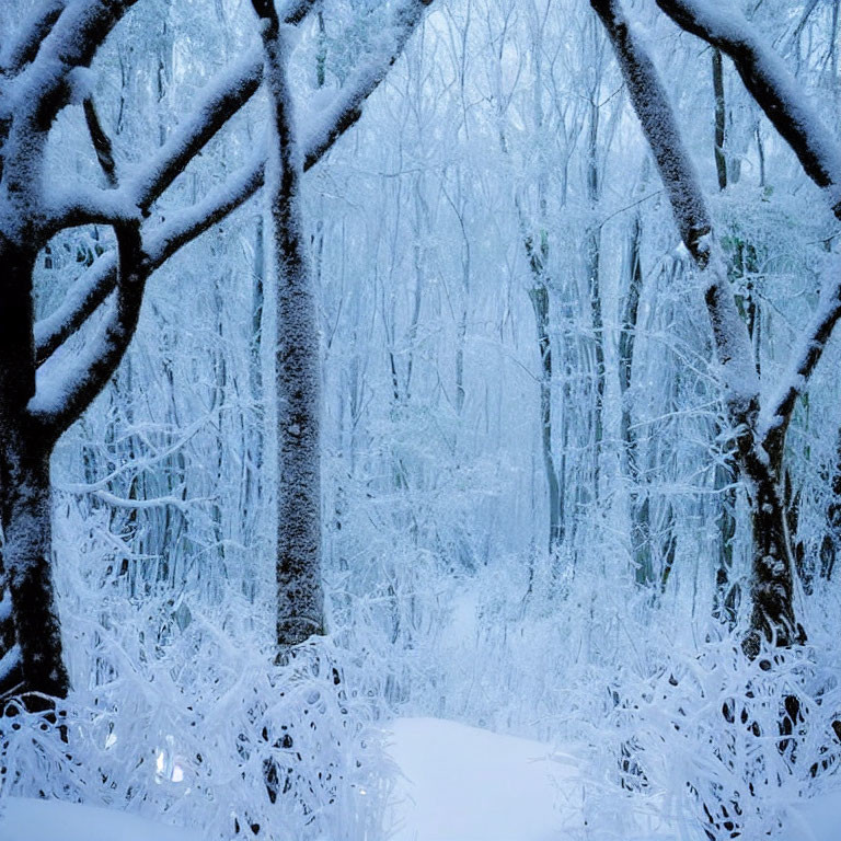 Snow-covered trees in enchanting winter forest