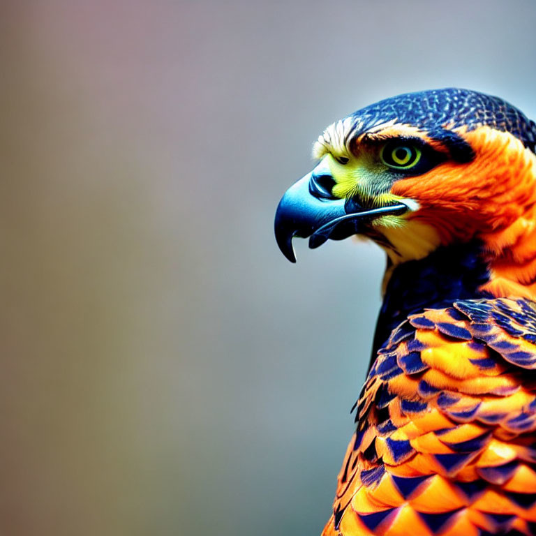 Detailed Close-Up of Ornate Hawk-Eagle with Bright Feathers