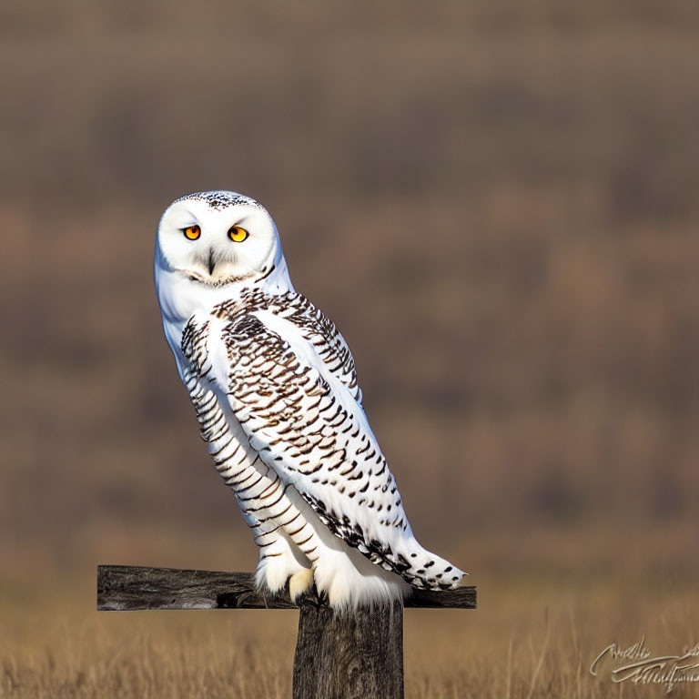 Snowy Owl Perched on Wooden Post in Grassy Field