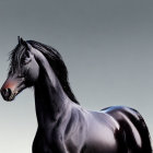 Majestic black horse with shiny coat and flowing mane on gradient background