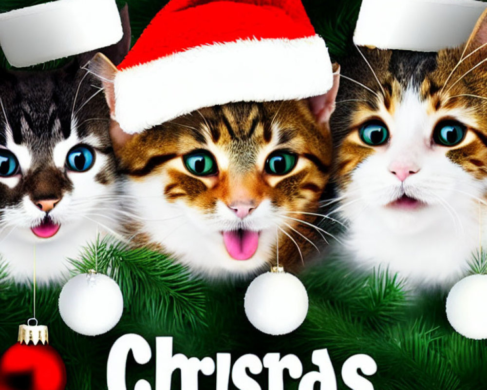 Two festive cats with hats and misspelled "Chrisras" text in Christmas setting