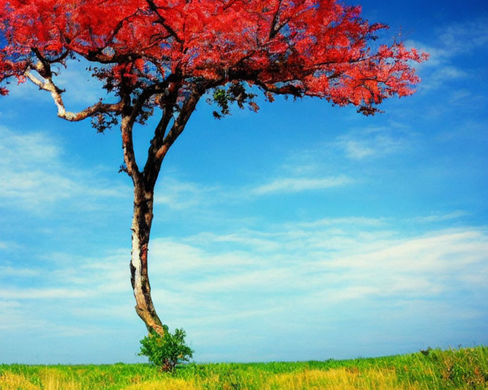 Solitary tree with red foliage in sunlit field with golden grass against blue sky