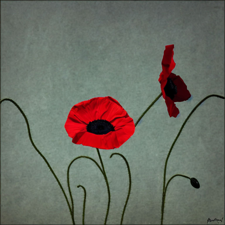 Red Poppies Art Print on Grey Background