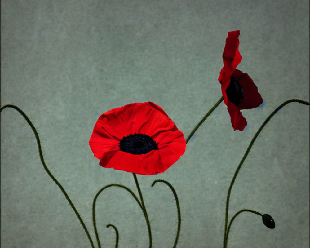 Red Poppies Art Print on Grey Background
