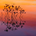 Flowering Branch Silhouette Against Vibrant Sunset Sky