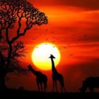 African savannah sunset with giraffes, Acacia tree, and birds in flight