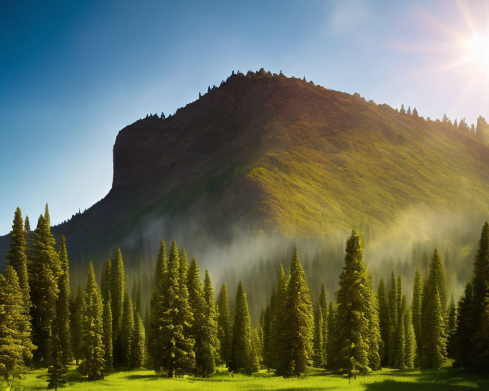 Misty Forest Sunrise with Conifers and Mountain View