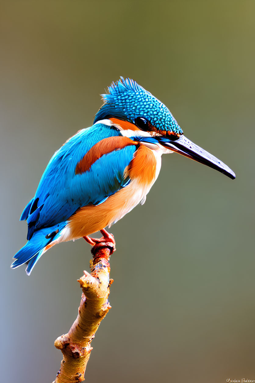 Colorful Common Kingfisher on Twig with Blue and Orange Plumage