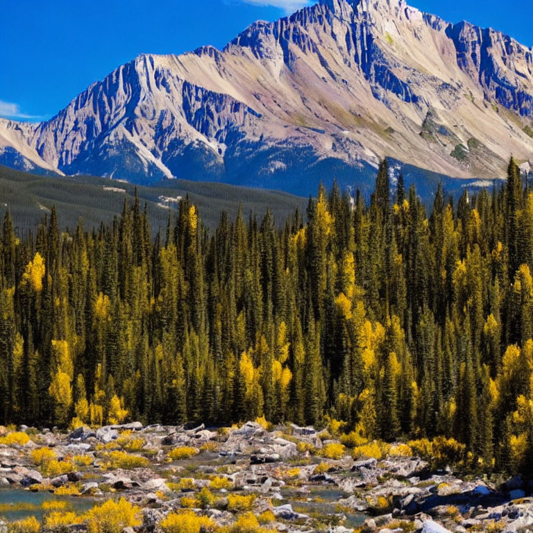 Scenic landscape: dense forest, clear river, snow-capped mountains