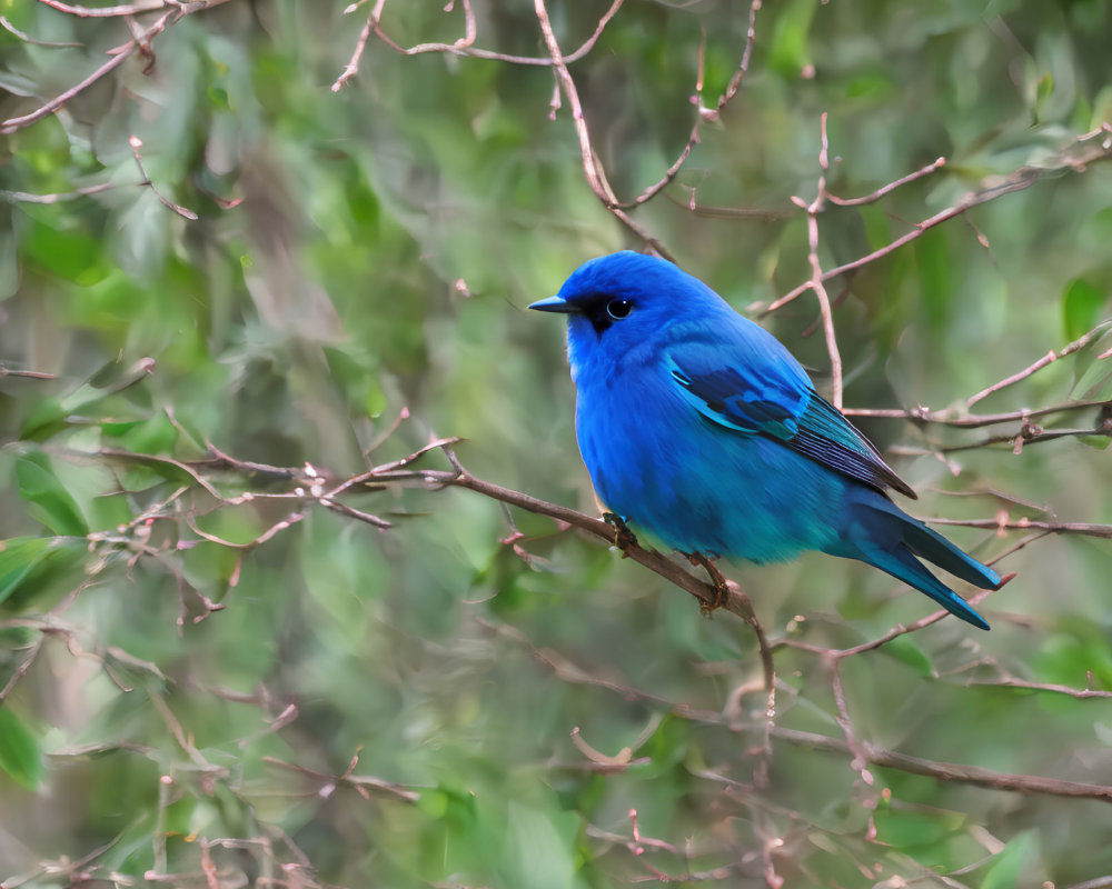 Blue bird perched on branch with green background