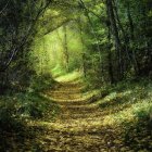 Sunlit Path Through Dense Forest with Green and Golden Leaves