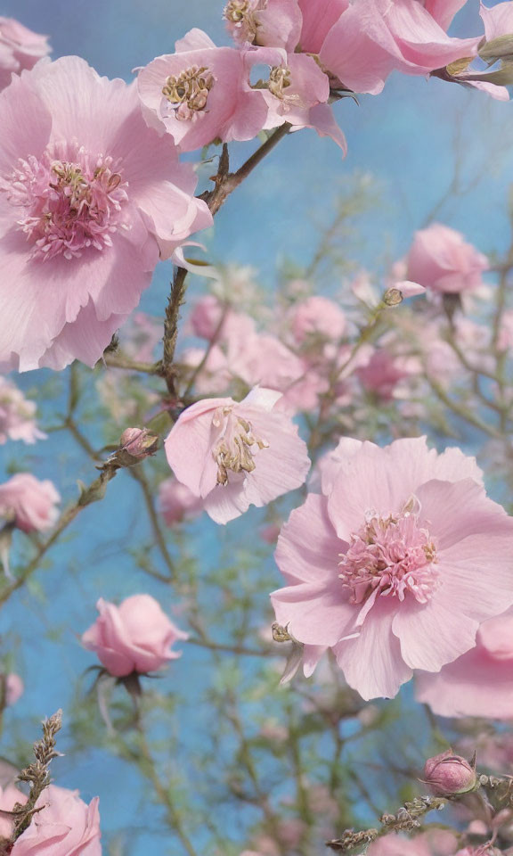 Pink ruffled petal blossoms with stamens against soft blue sky
