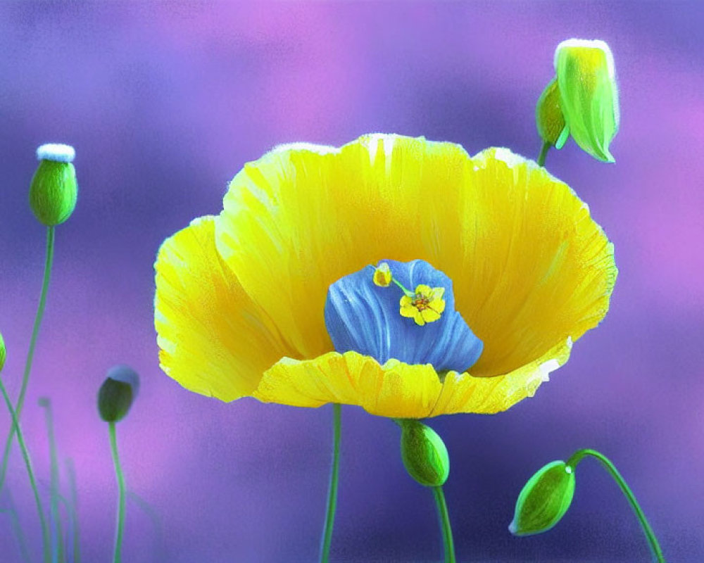 Colorful yellow poppy flower with blue center and buds on purple background