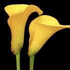 Yellow Calla Lilies on Dark Background: Elegant Curves and Velvety Texture