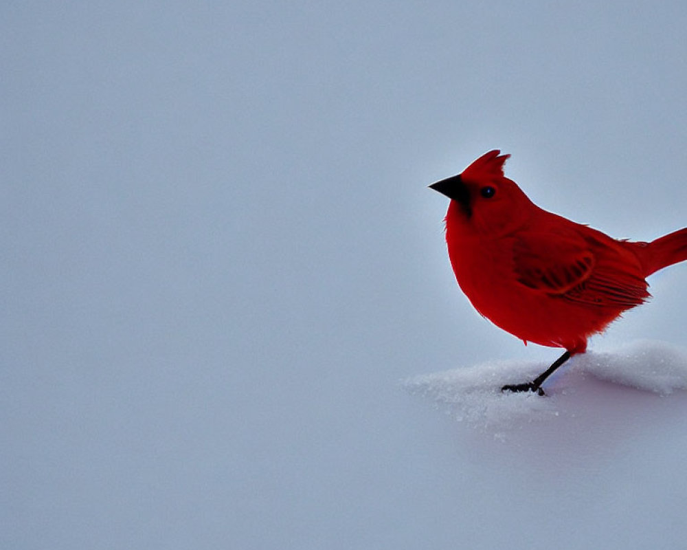 Red cardinal bird on snow under pale sky.