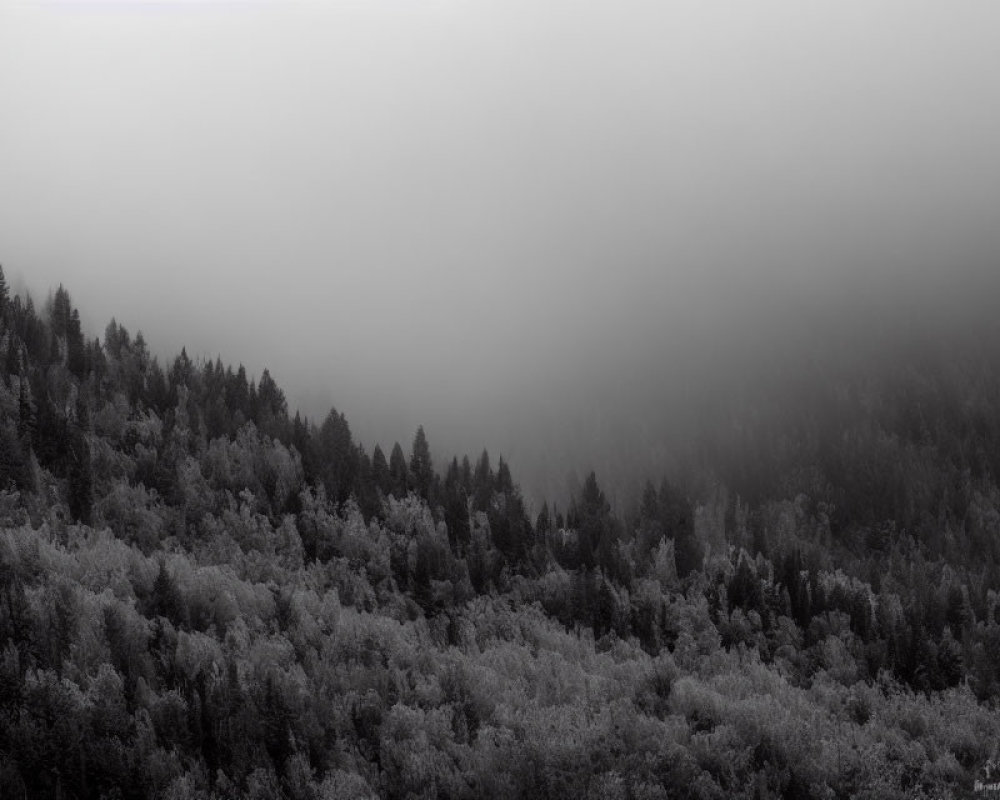 Grayscale misty forest landscape with fading treetops