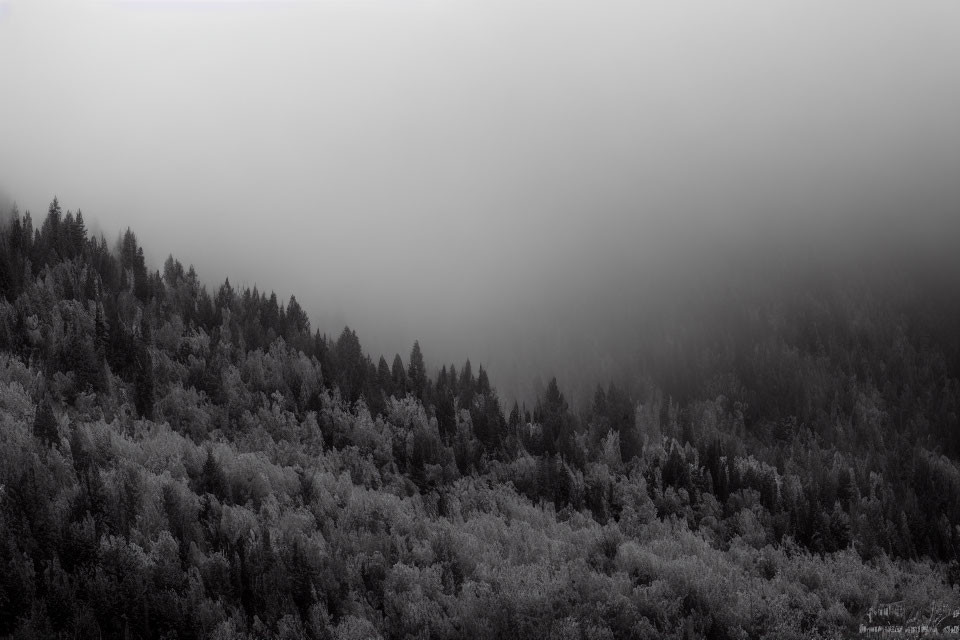 Grayscale misty forest landscape with fading treetops