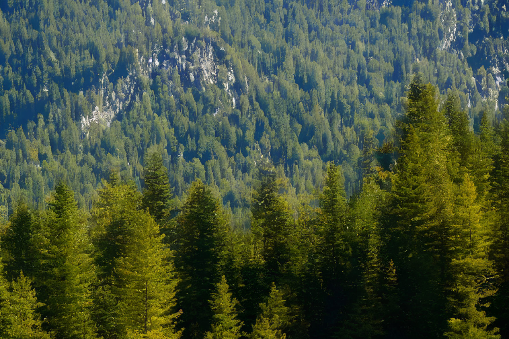Lush forest with towering conifers and rugged mountain slope
