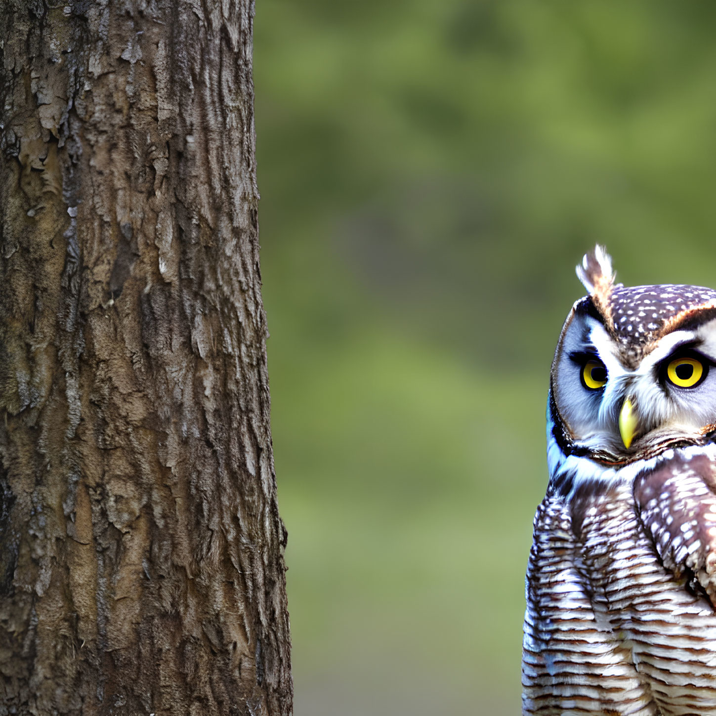 Alerted owl with vivid yellow eyes behind a tree trunk