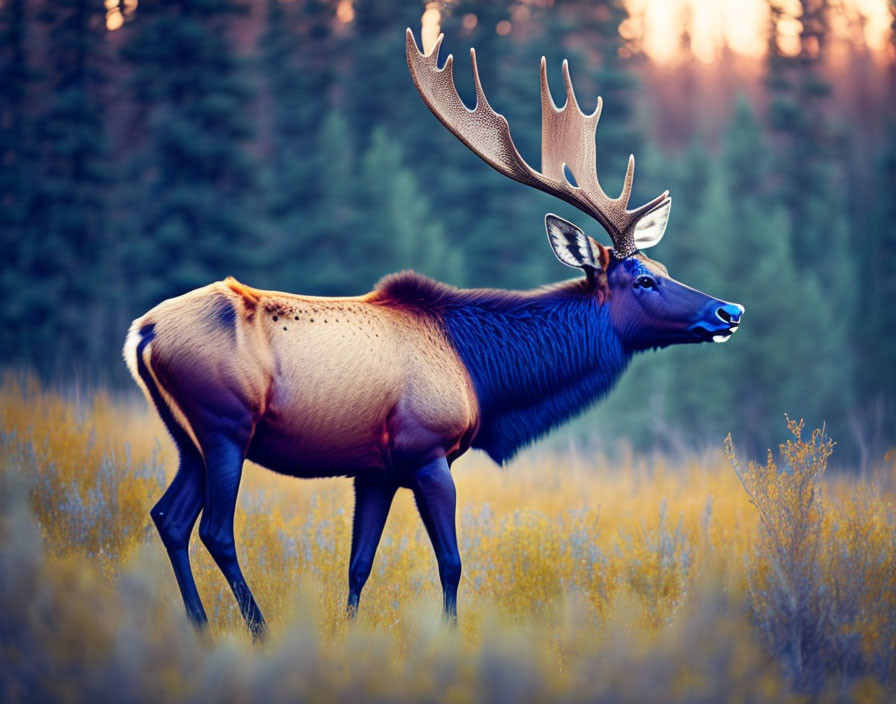 blue elk
