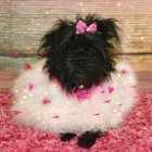 Black dog with pink bow and collar on pink surface with multicolored backdrop